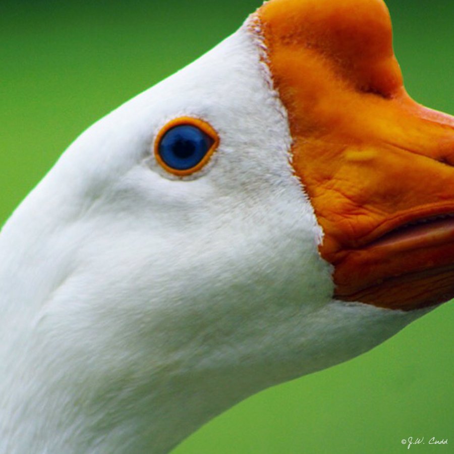 The world is the air beneath your wings. You were made to soar the skies. 

Photo by: <a href="/JWCUDD/">J.W. CUDD</a>