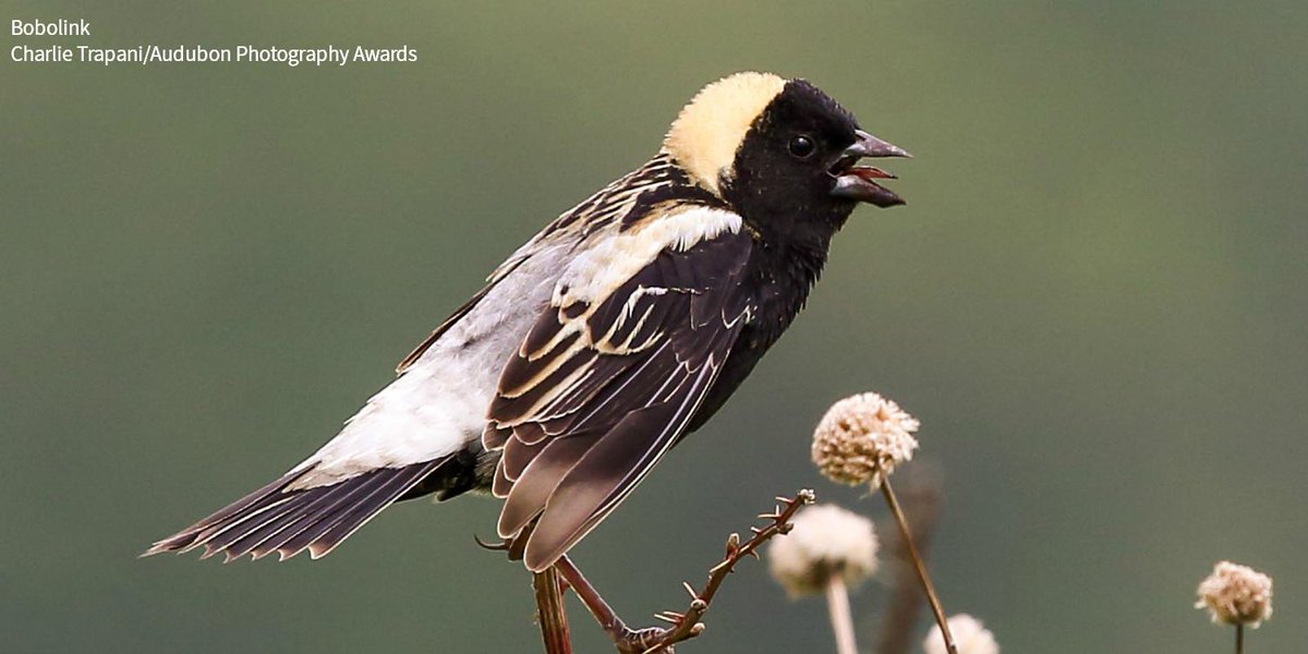 audubonsociety's tweet photo. A new study shows that one in four birds have disappeared across North America since 1970, but that number rises to half across America's grasslands. Audubon's Conservation Ranching Initiative could help #BringBirdsBack: https://t.co/QHqGgH8VOA https://t.co/hd6rezSxt7
