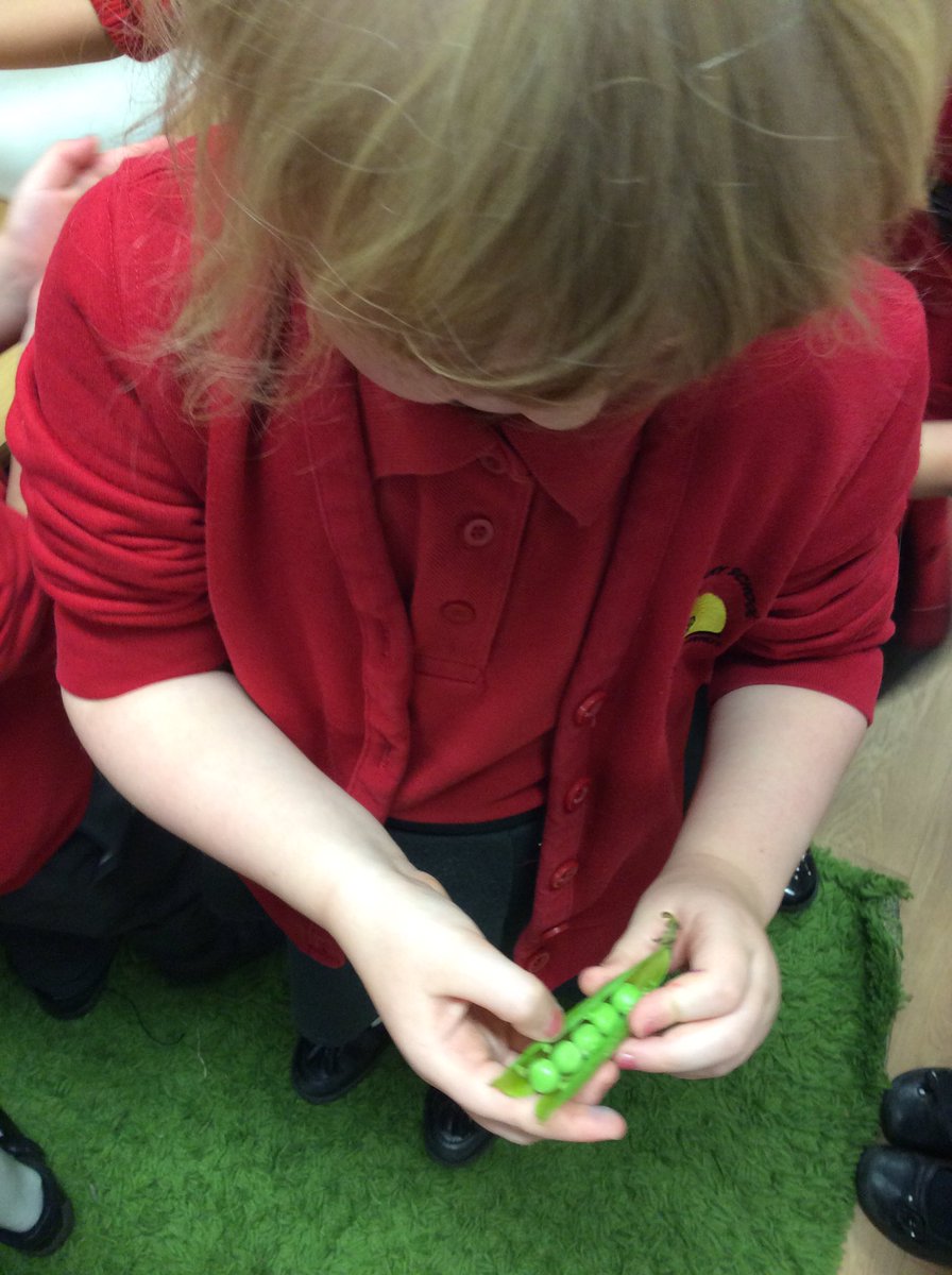 UndySchool's tweet photo. Today we made soup using some of the vegetables from our literacy text, Oliver's Vegetables 🥔🥬🥕 We peeled and chopped very carefully. We loved the smell of it cooking and we all had a taste #UPY1JM #healthyconfidentindividuals #seizetheseason @EAS_FoundationP https://t.co/oFje142zKb