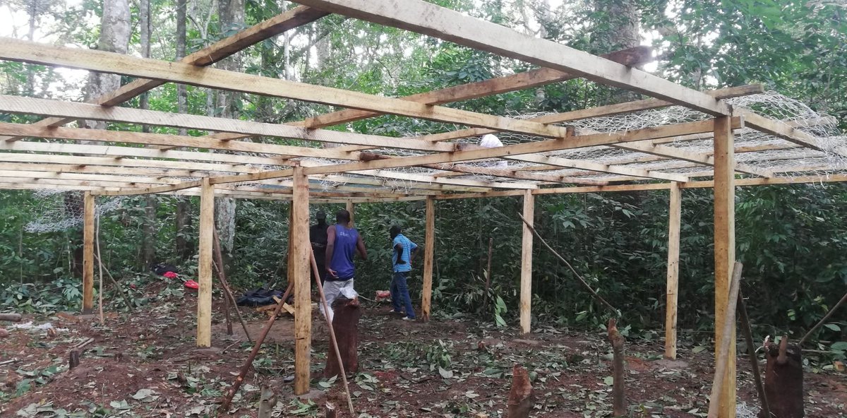 Field work ongoing for analogous <a href="/CommunityCEPF/">CEPF</a> project in Guinea Conakry! Orchid shadehouse for in situ conservation in construction <a href="/mobotgarden/">MO Botanical Garden</a> #Orchids #GuineaConakry