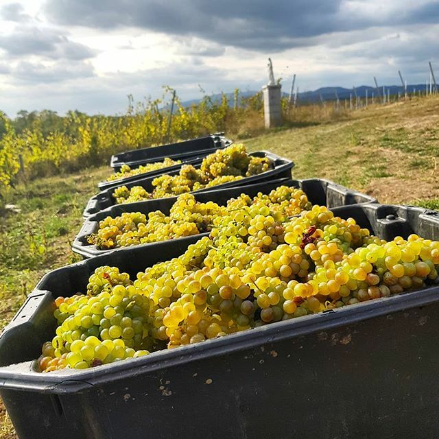 standreawine's tweet photo. Handharvest into boxes to preserve the best quality! 😊🙏 #handharvest #boxes #beautiful #grapes #harvest #day13 #boldogsagos #vineyard #grandcru #egricsillag #grandsuperior #egerharvest #egerszolat #egerwineregion #egerwine #standrea #standreawinery #standreaharvest #blessed … https://t.co/6mvcpznYmI