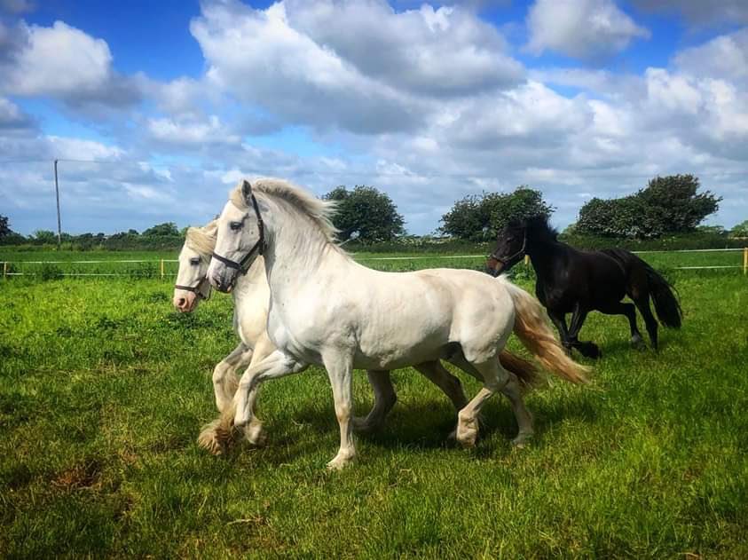 Equestrian Business Network Ireland tweet media