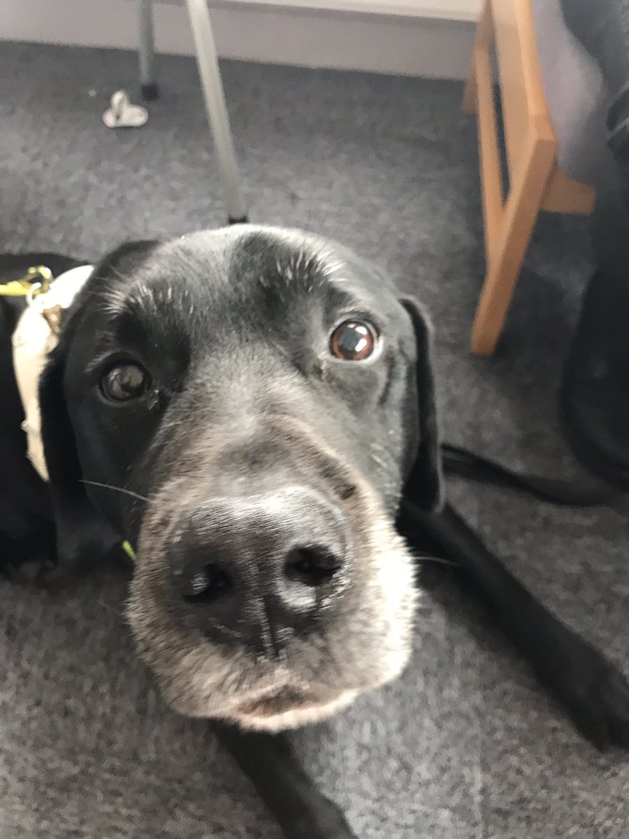 NPS_NorthYorks's tweet photo. Staff at our Scarborough office raising money at our Macmillan coffee morning. Lincoln also joined in the fun #inclusiveprobation #inclusionweek #fundraising #caringstaff https://t.co/sFB9FbqCRn