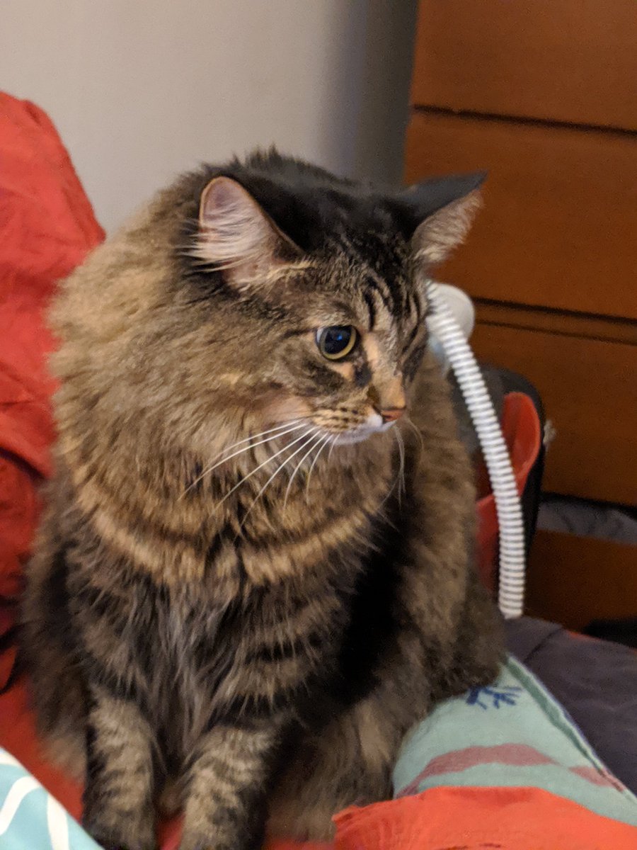 ladypoetess's tweet image. Daphne encourages you to do some of your necessary things in a comfy environment today, because it's been a tough week. #DailyDaphne