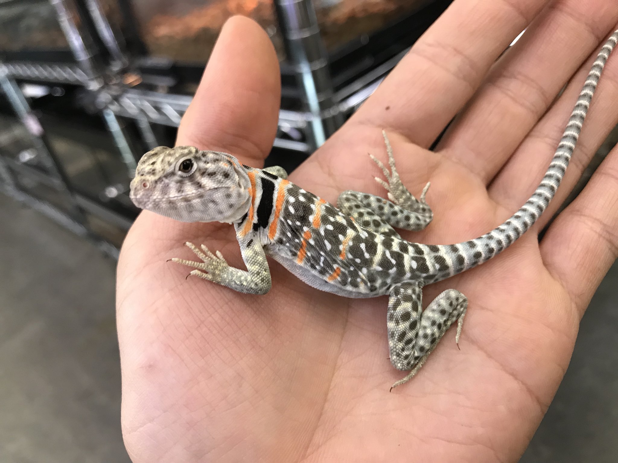ペポニ みなと店 トウブクビワトカゲ ニューメキシコ 砂漠の走り屋 そんなに大きくはなりませんが ちょこまか動き回るので 広めの ケージで飼育してあげるとgoodです トウブクビワトカゲ クビワトカゲ みなとペポニ T Co Opv4cuhbl4