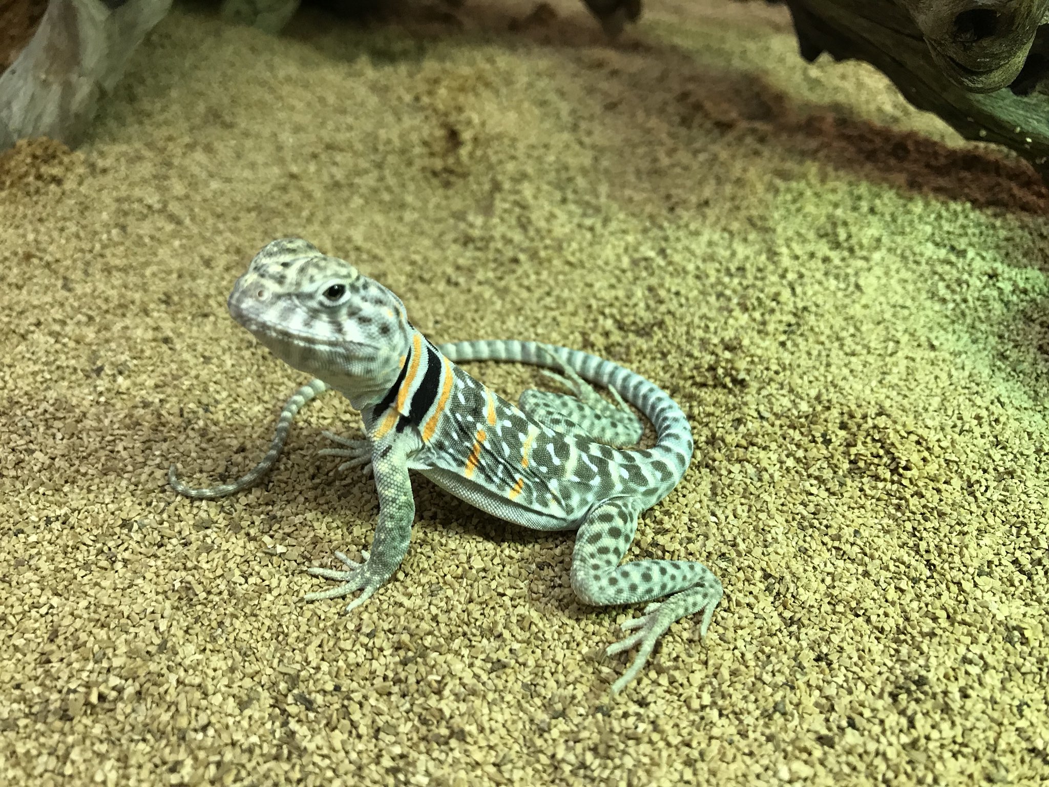 ペポニ みなと店 トウブクビワトカゲ ニューメキシコ 砂漠の走り屋 そんなに大きくはなりませんが ちょこまか動き回るので 広めの ケージで飼育してあげるとgoodです トウブクビワトカゲ クビワトカゲ みなとペポニ T Co Opv4cuhbl4
