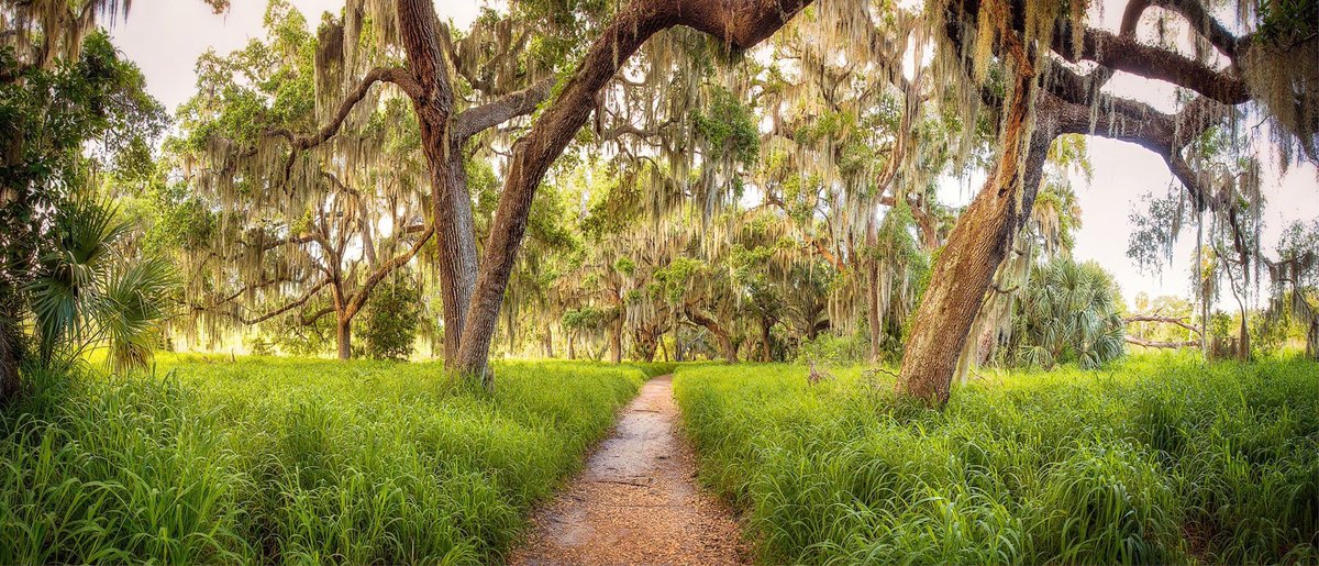 photolindley's tweet photo. I took a photo of the hammock walk at Circle B Ranch. Just beautiful. We may not have fall, but we do have this. #lkld @VISITFLORIDA @VisitCentralFL https://t.co/Y9e3kApQdg