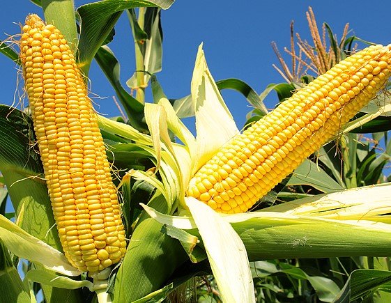 AGROSMART_ua's tweet photo. ОБЛАСТИ УКРАИНЫ С САМОЙ ВЫСОКОЙ УРОЖАЙНОСТЬЮ КУКУРУЗЫ 2019 ГОДА
https://t.co/nV3qm7dZVC
#кукуруза #зерновые #урожай #урожайность #объемы #украина #агросмарт #agrosmart https://t.co/K9FRr9Vr05