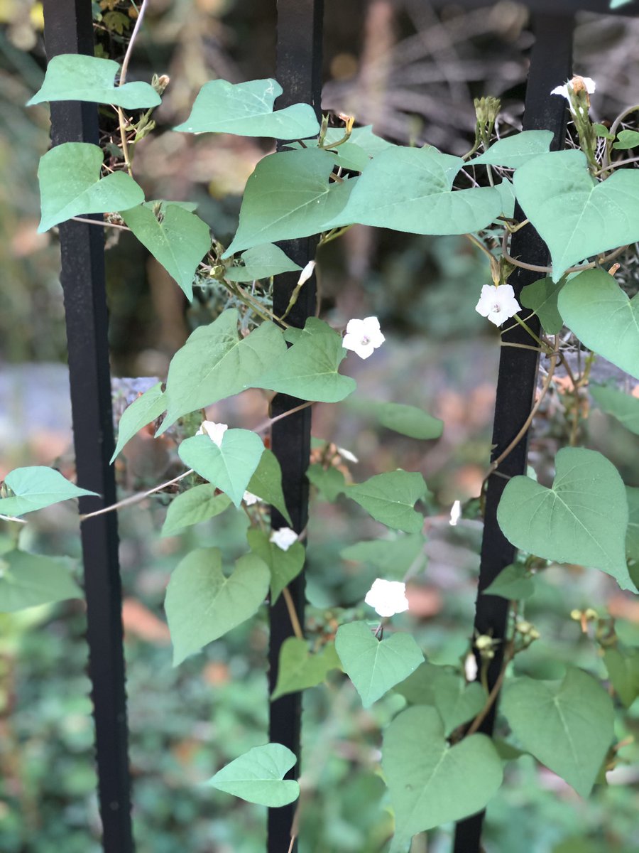 Green Beans tweet media