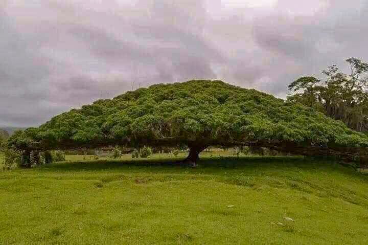 En el municipio de Canelas en los poblados Mecatal y Mautal, en limites con Tamazula, encontramos un belleza natural como pocas en el mundo. Se trata de un árbol con 54 metros de diámetro, un tesoro para la región de las quebradas de Durango. 

Texto y foto: Jaime Rivas Loaiza