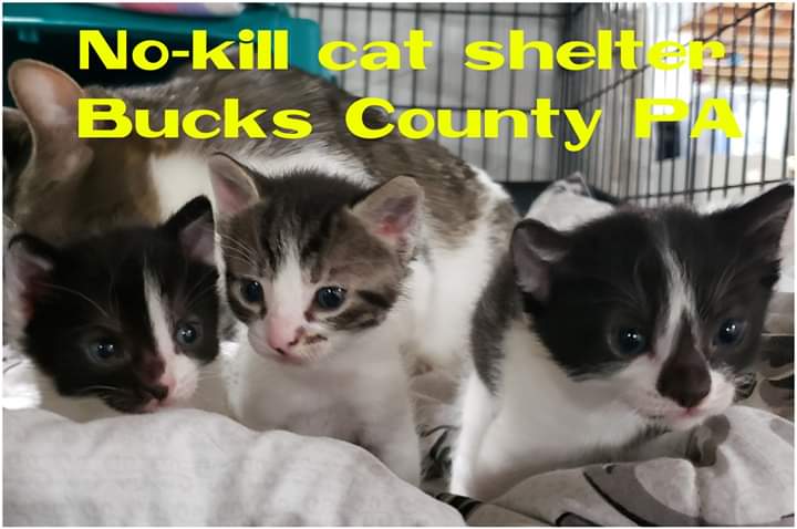 AdoptBingosCats's tweet image. We are in dire need of #donations. We&apos;ve been giving hospital treatment to several sick #kittens who are battling a virus and in a fight for their lives right now. Consider a donation to our #crowdrise campaign 
CLICK HERE to donate:
crowdrise.com/o/en/campaign/…
Thank u!😊