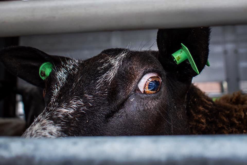 animalsavemvmt's tweet image. When we suffer, we suffer as equals.  In their capacity to suffer, a dog is a pig, is a sheep, is a boy
~ Philip Wollen ~

Are we human beings unique in our ability to experience pain, fear, love, and joy?

What does this photo tell you?  

#AnimalSaveNederland