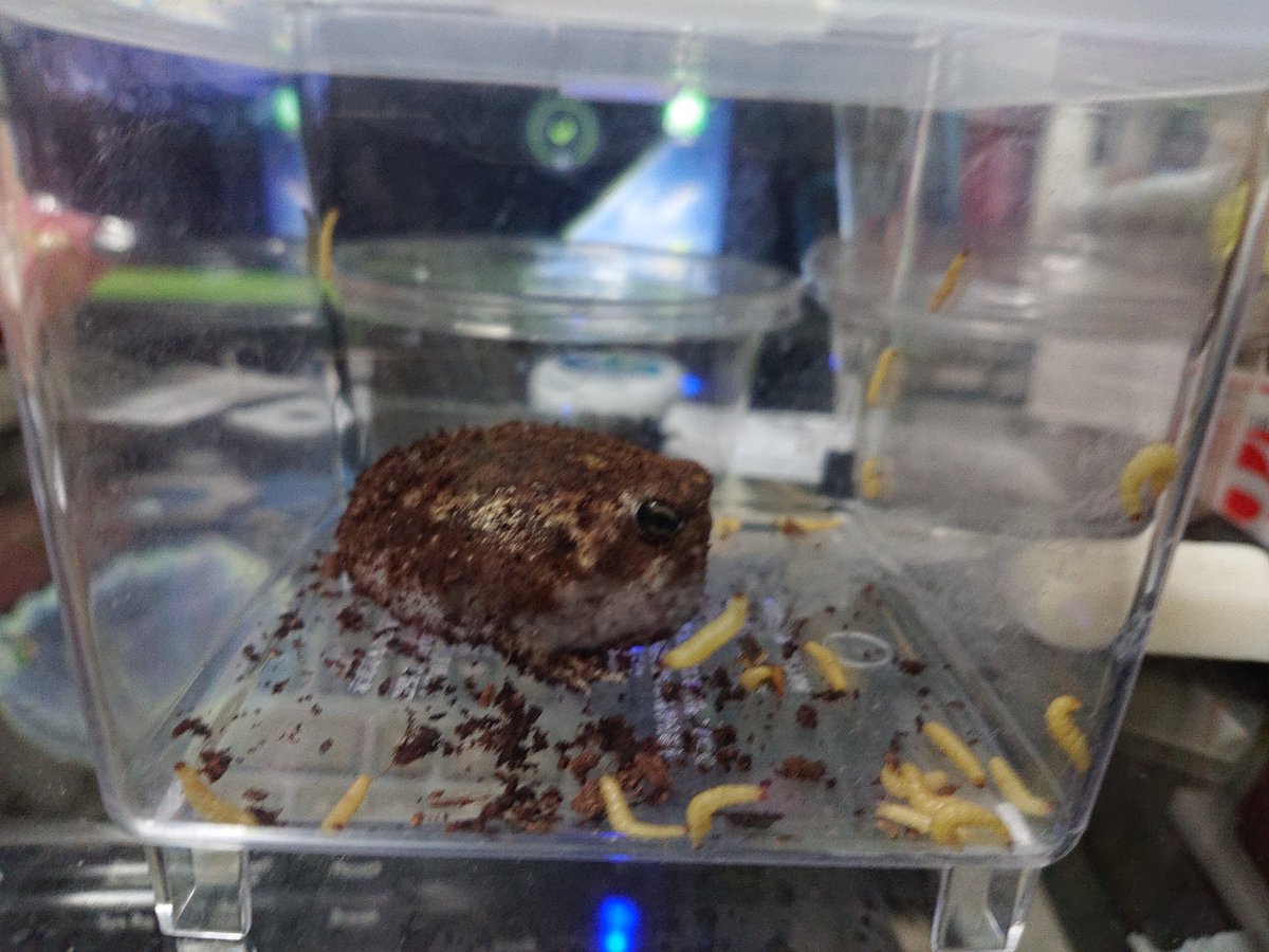 アメフクラガエル 餌 アメフクラガエル 餌