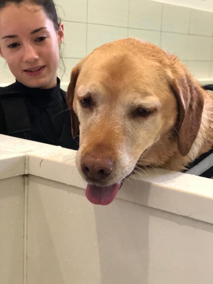 FootFallsPhysio's tweet photo. We are very pleased to introduce Dexter. Dexter came to see us for hydrotherapy due to issues with his elbows. He was a lovely, relaxed and happy boy https://t.co/shobKg064A