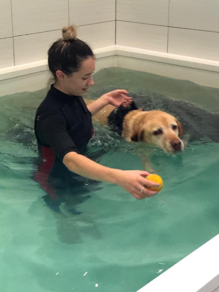 FootFallsPhysio's tweet photo. We are very pleased to introduce Dexter. Dexter came to see us for hydrotherapy due to issues with his elbows. He was a lovely, relaxed and happy boy https://t.co/shobKg064A