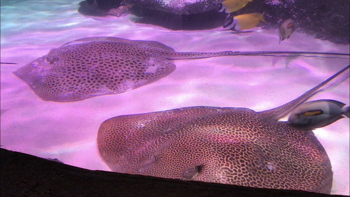 えいぼう シーライフ名古屋の2匹のヒョウモンオトメエイさん 同じくらいの大きさですが随分模様が違って見えました 魚名パネルにも種小名が2つ表記されていたので この2匹は別種なのでしょうか だとするとh Australisの展示って激レアなのでは えいぼう シーライフ名古屋の2匹のヒョウモンオトメエイさん 同じくらいの大きさですが随分模様が違って見えました 魚名パネルにも種小名が2つ表記されていたので この2匹は別種なのでしょうか だとするとh Australisの展示って激レアなのでは
