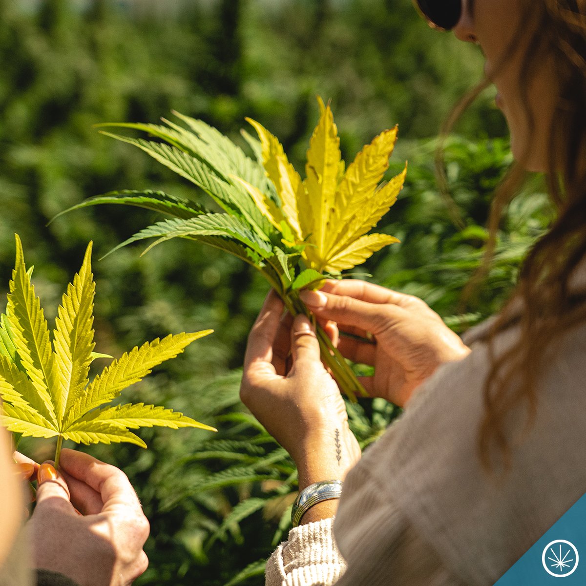 potzero420's tweet photo. 🍁 This is our kind of fall color tour! https://t.co/dChp4jeAX2