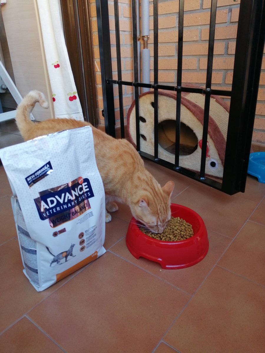 Ana29712243's tweet photo. #AdvanceWeightBalance probando con Zidane gracias a @trnd y @affinitypetcare. https://t.co/gVqcpKNrmS