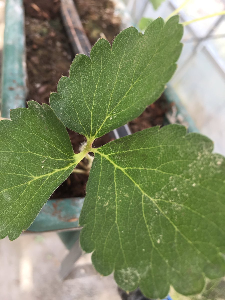 岸井農園 大人気の あまりん 昨シーズンより多く定植しました 鹿沼土が付いているので白いです 病気ではないのでご安心を あまりん の苗 イチゴ狩り 埼玉 あまりん 定植 イチゴ 岸井農園