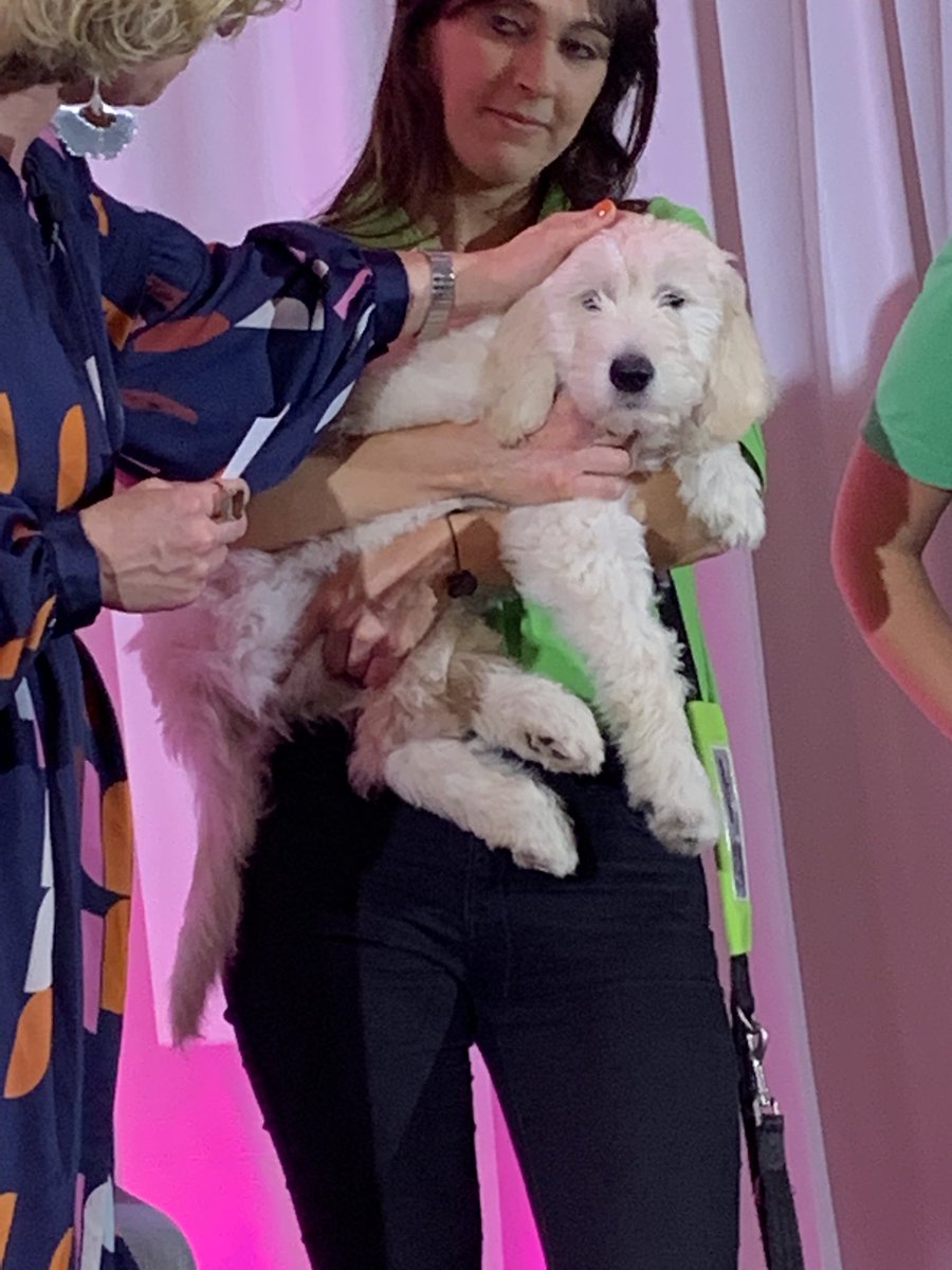 Zino,  the guide dog in training. ❤️<a href="/networkireland/">Network Magazine</a> #stepup