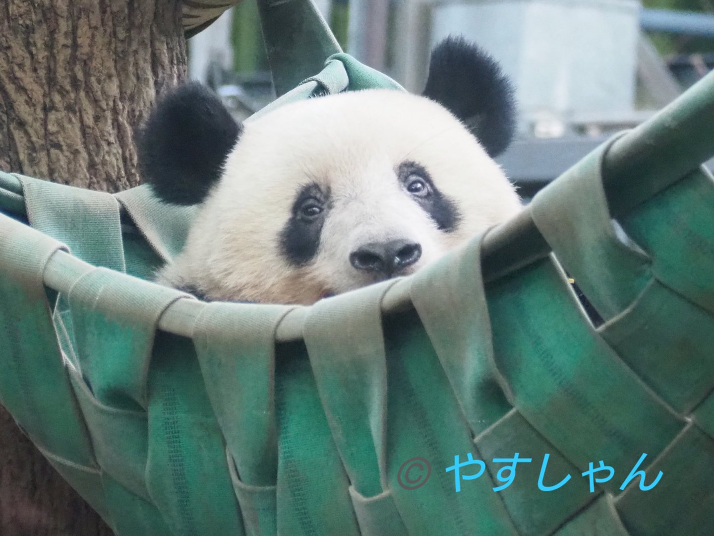 ららんさん ちらっ ああん シャンモックからちらりも可愛いですよーん シャン社長ーー シャンシャン 上野動物園 ジャイアントパンダ パンダ シャンモック T Co Pi6tataf7o Twitter