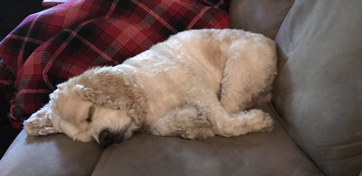 I’m trying to write and this pup won’t quit snoring. He’s making it hard to write this sexy scene. It’s throwing off the mood. #AmWriting #AuthorProblems