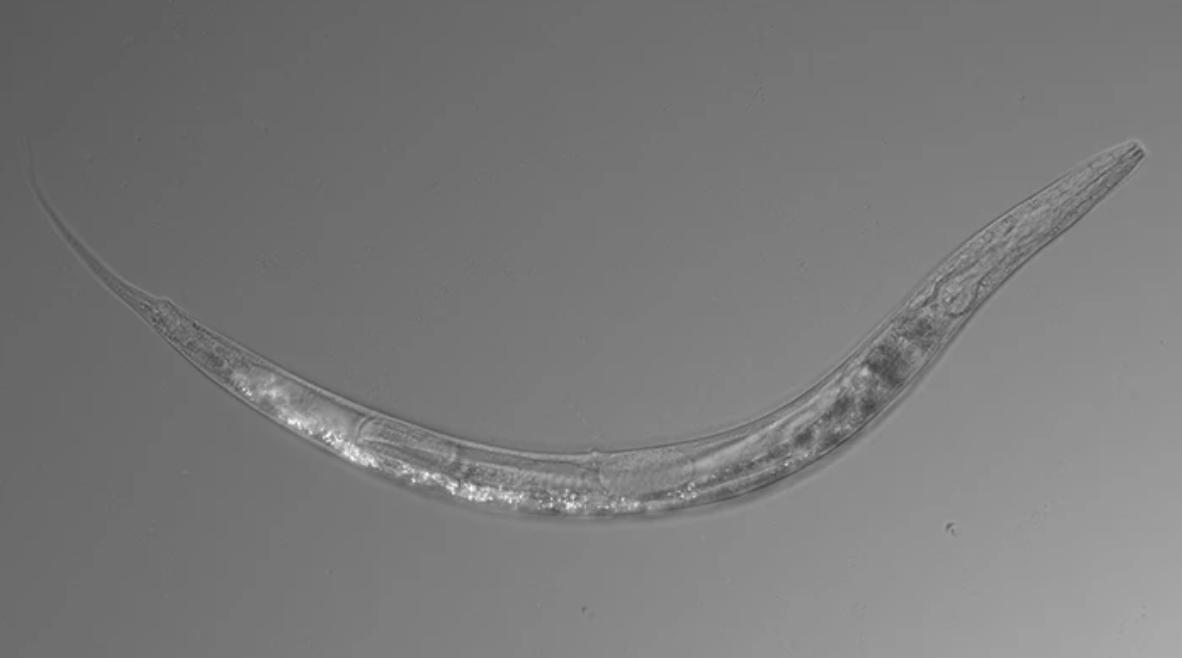 davidasinclair's tweet image. The Sternberg laboratory at Caltech found the most exciting new species of worm. An extremophile that has three sexes, carries its young internally like a kangaroo, and can withstand 500 times the lethal dose of arsenic for a human. 

Full article: buff.ly/2lrSQtg