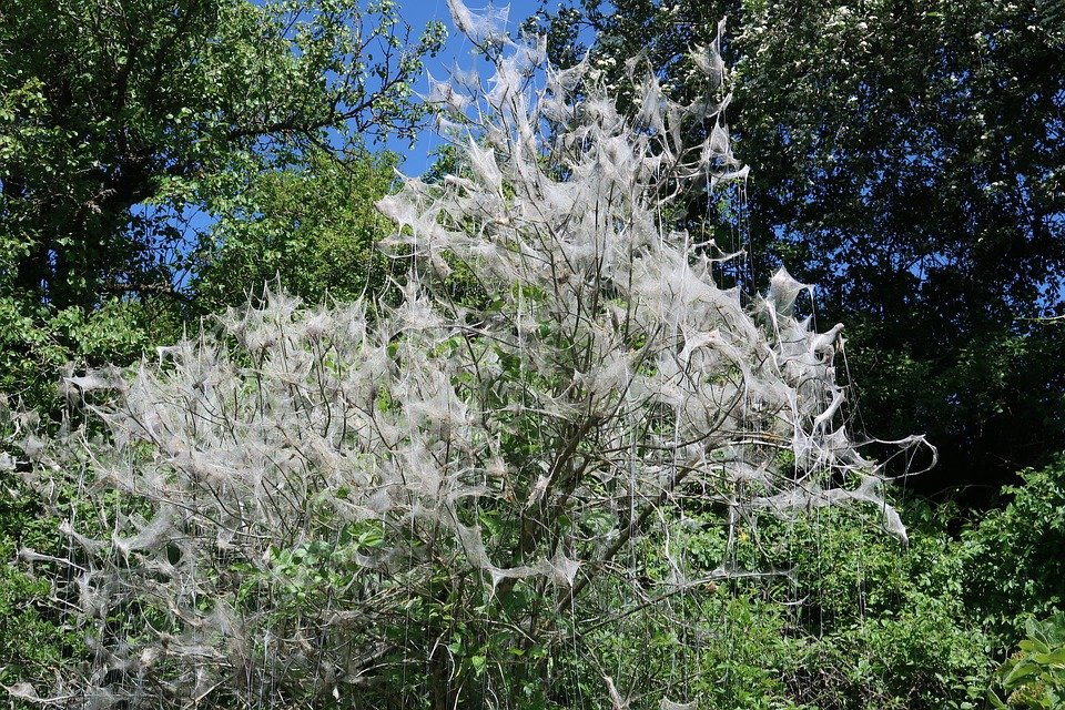 CharIsWriting's tweet photo. Let's get lost
in a cocoon
stretched for two
hide our souls
from the frost and dew.

cln

#micropoetry #poem 
#soulsafety

📷Jens https://t.co/o0iy6FRWYw