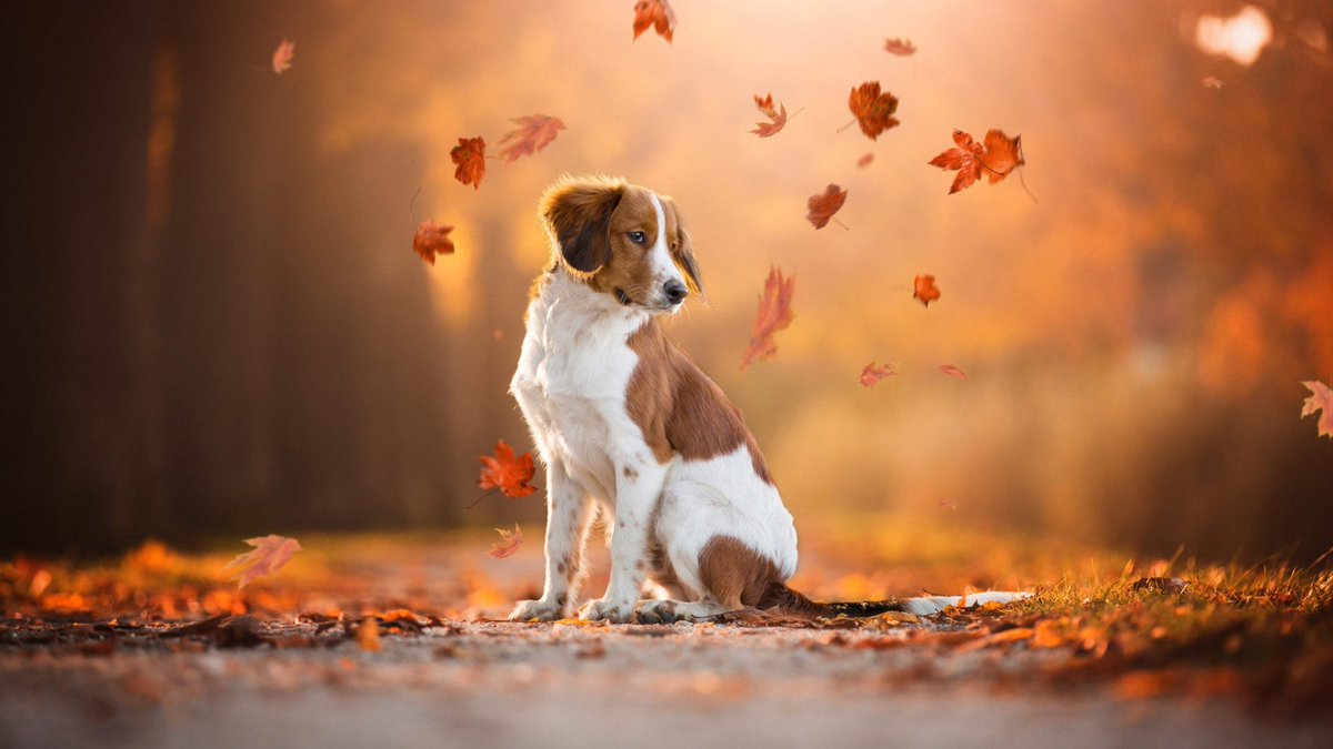 petsbynature's tweet photo. "Every leaf speaks bliss to me, fluttering from the autumn tree" #EmilyBronte #autumn #fallquote #FridayFeeling #doglife #walkthedog #fallfoliage #shabakin https://t.co/k68pGgQrSE