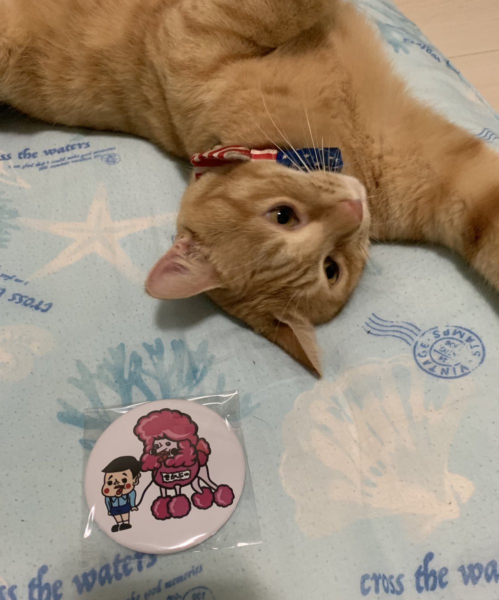 dekapucover's tweet photo. あと家には、今、猫2匹とリクガメ1匹いるけど、１０万達成したら、でかぷー飼うよ！！ブリーダーさんの所に見に行く模様や成長記録等もでかぷーチャンネルで追っかけて、アップしていく予定ぷー🐩(続く) https://t.co/jTcfKYDmx0