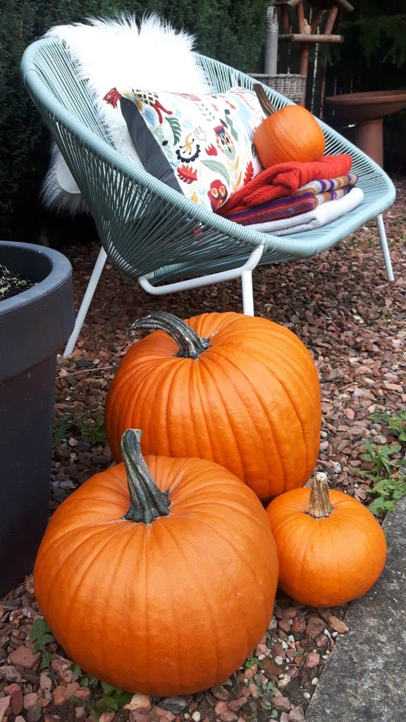 LivingCozy's tweet photo. When we #love what we have we have everything we need! My #happy place! Creating #peace under a beautiful #Fall day!
๐โค๐กโค๐
#FallInLove #FallHappiness #FallHomeDecor #LiveCozy #Pumpkins #FallColors #AutumnSplendours https://t.co/FCv86ctN7F