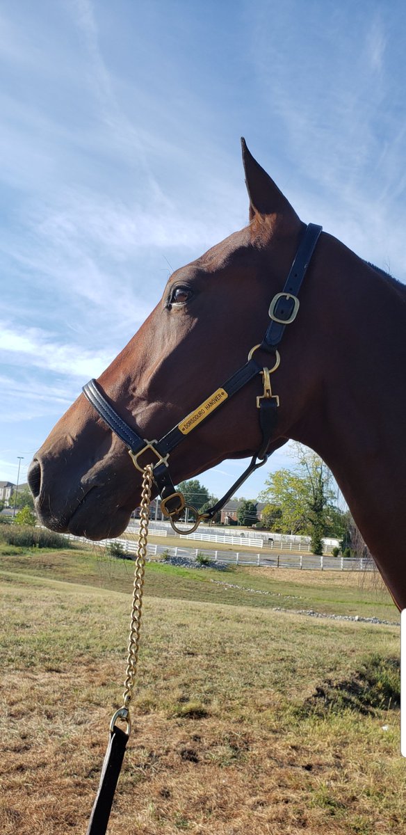 KCalenda's tweet photo. Soaking up the Kentucky sun #dorsodurohanover #redmile https://t.co/lt1CBqetm7