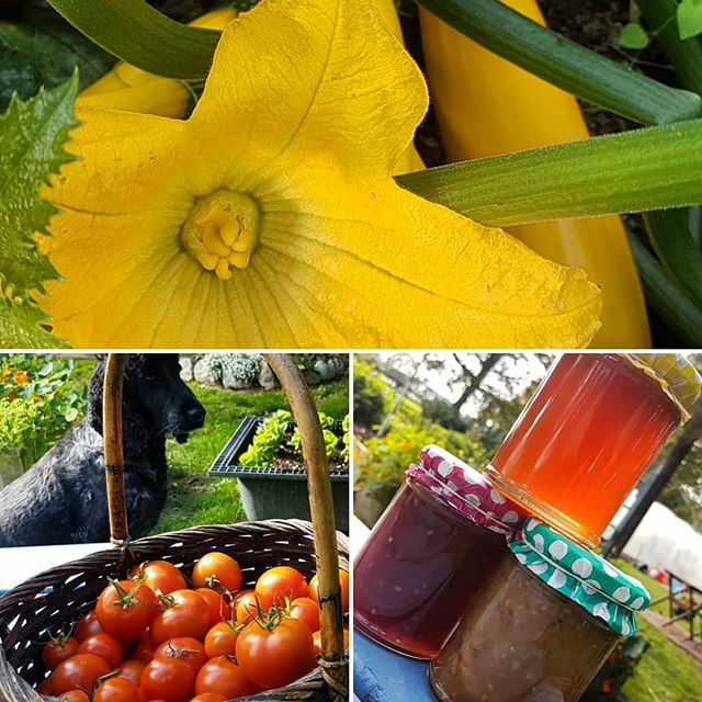 MaynoothOrganic's tweet photo. Open Saturday and Sunday 11am to 4pm for freshly picked Tomatoes, Courgettes, Padròn Peppers, Radish, Swiss Chard and more including the best Mixed Salad Bags in town 👌 !! Plus we have #delicious homemade Tomato Chutney, Tomato Jam and Crab Apple Jelly .
.
#farmfresh #farmto… https://t.co/aa4rc0eLcz