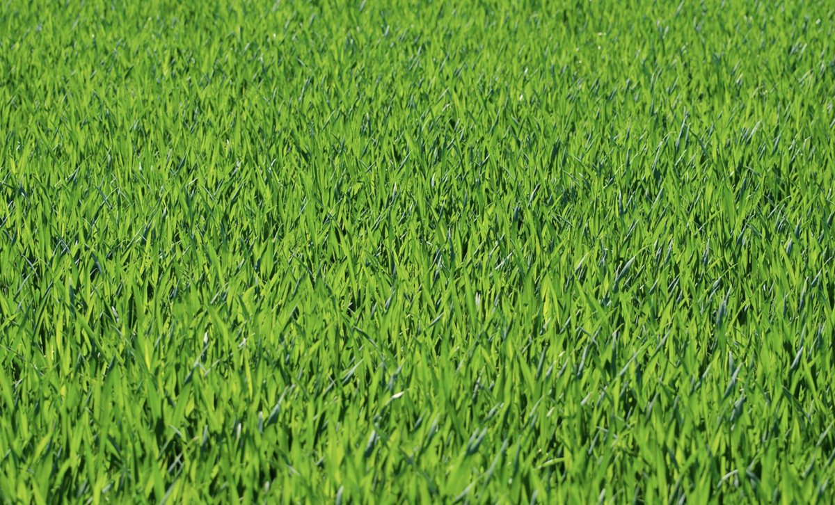 SyngentaTurfUAE's tweet photo. ⛳Pennant Magnum Herbicide⛳
Superior #weed control on warm-season #turf
- 33% less product ⬇️
- 35% more #herbicidal activity ⬆️
More here > https://t.co/mucbb4hT2y https://t.co/6BqHkDcqWG