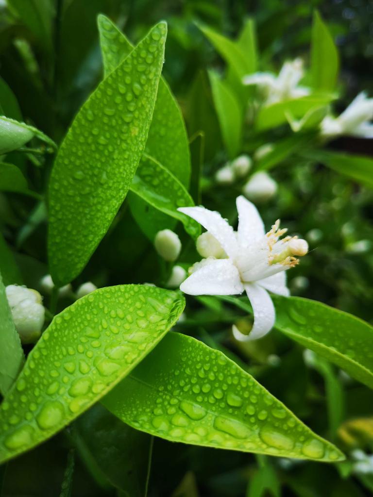 CNN Chile tweet media