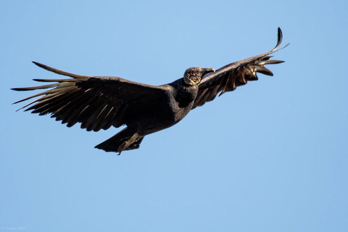 IvorybilIed's tweet photo. A person, who shall remain unnamed, saw this photo from a distance and said “Oh Wow, what is that?”  Then came closer and saw it was a Black Vulture and unenthusiastically said, “huh.”  They deserve better.   #toxicfacebacteria https://t.co/X8e3Olbml2