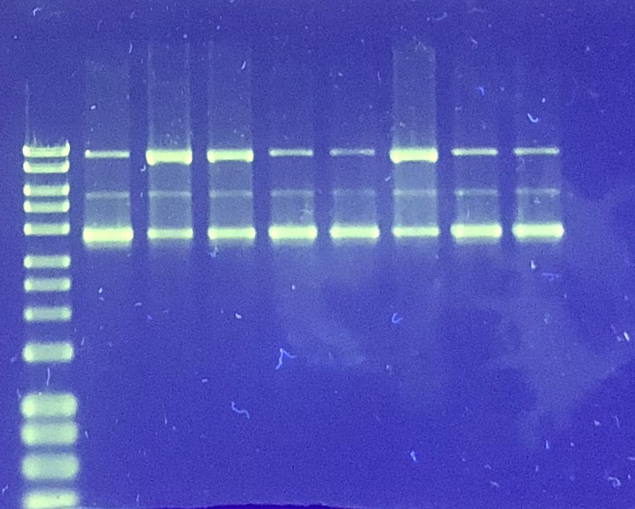 DNAlabUU's tweet photo. Damage DNA https://t.co/sZ9RDddfPn