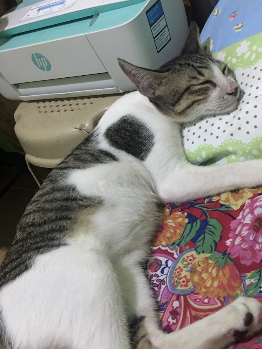 josettehenyo's tweet photo. Tulog muna bago ikapon bukas 😆🤣 #byeballs https://t.co/vaW8twk6CL
