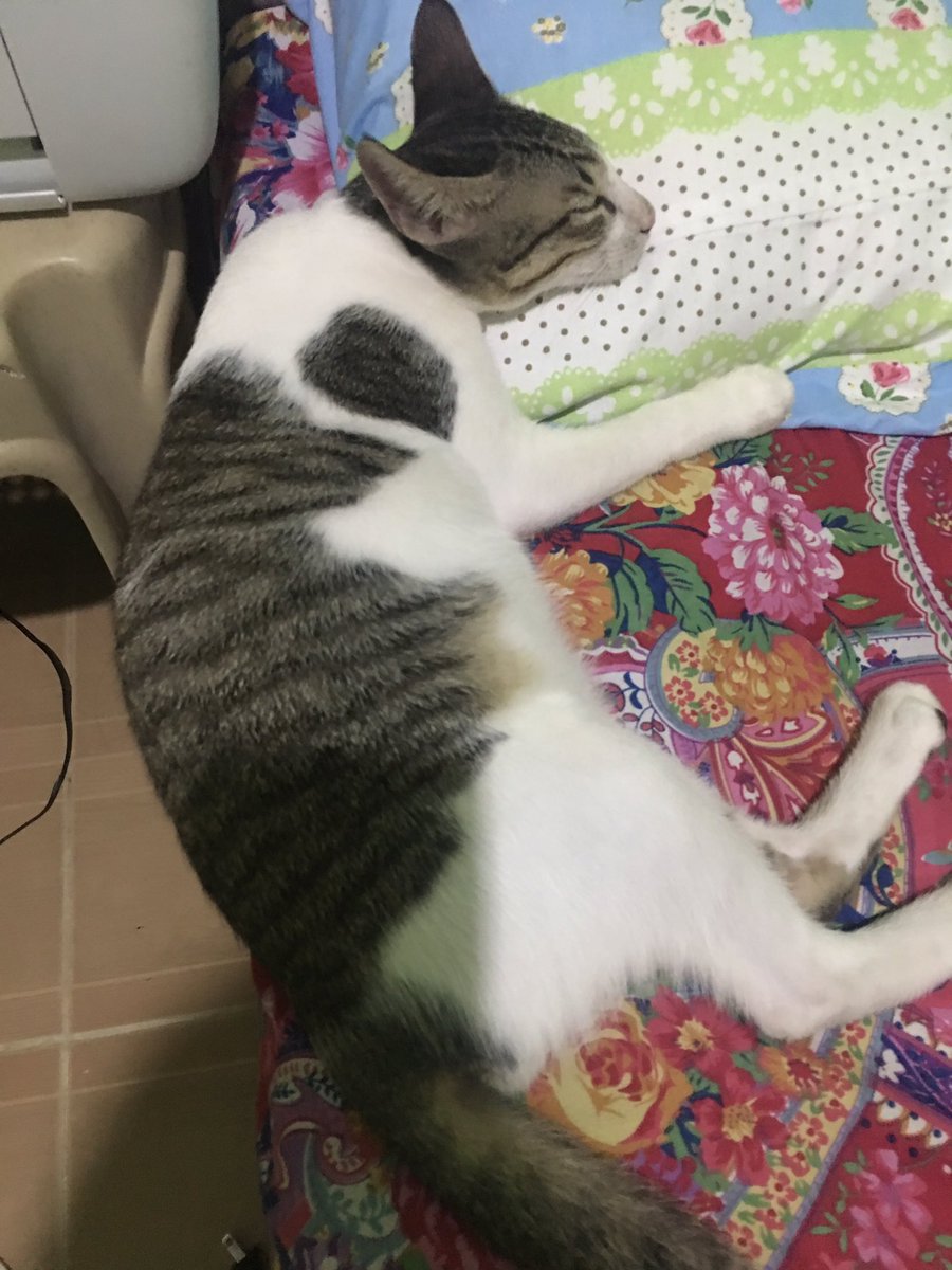 josettehenyo's tweet photo. Tulog muna bago ikapon bukas 😆🤣 #byeballs https://t.co/vaW8twk6CL