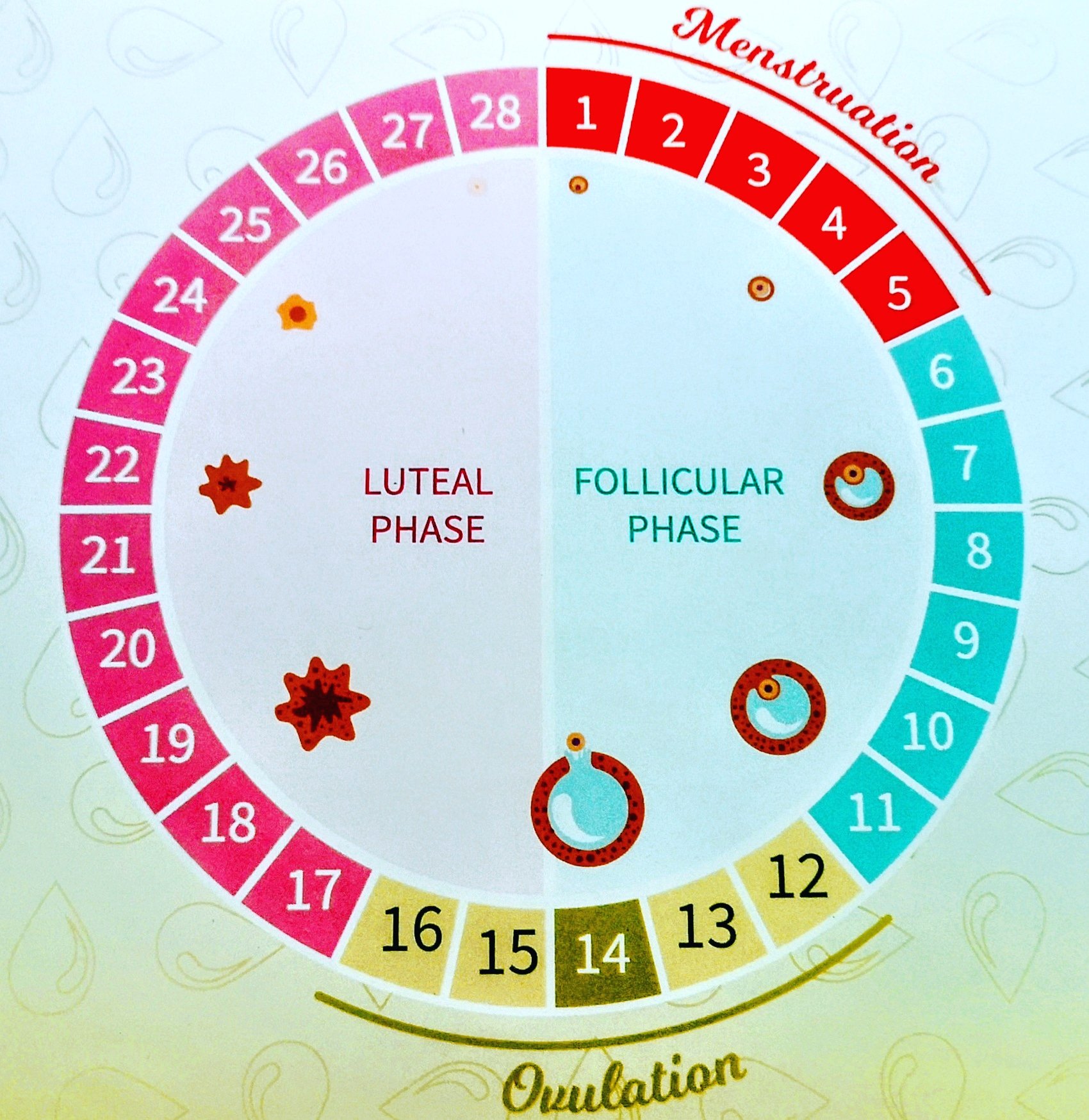 Kristina Andreas on X: The Four Phases of the Menstrual Cycle: . 1.  Menstruation ( 3 -7 days) 2. The Follicular Phase (7 - 10 days) 3.  Ovulation ( 2 - 3