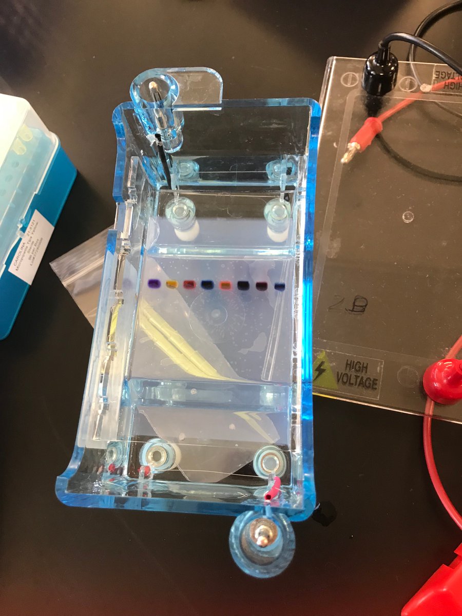 Mrs. Radziszewski's FHS Biotechnology class. <a href="/RDC_FTPSchools/">Frank Chmiel</a> <a href="/ASCI_FTPSchools/">Dr. Daniel Loughran</a> <a href="/FTPSchools/">FTPSchools</a> 

Students are learning to micropipette DNA into gel electrophoresis boxes. FHS science students are career ready! 

Science is doing!