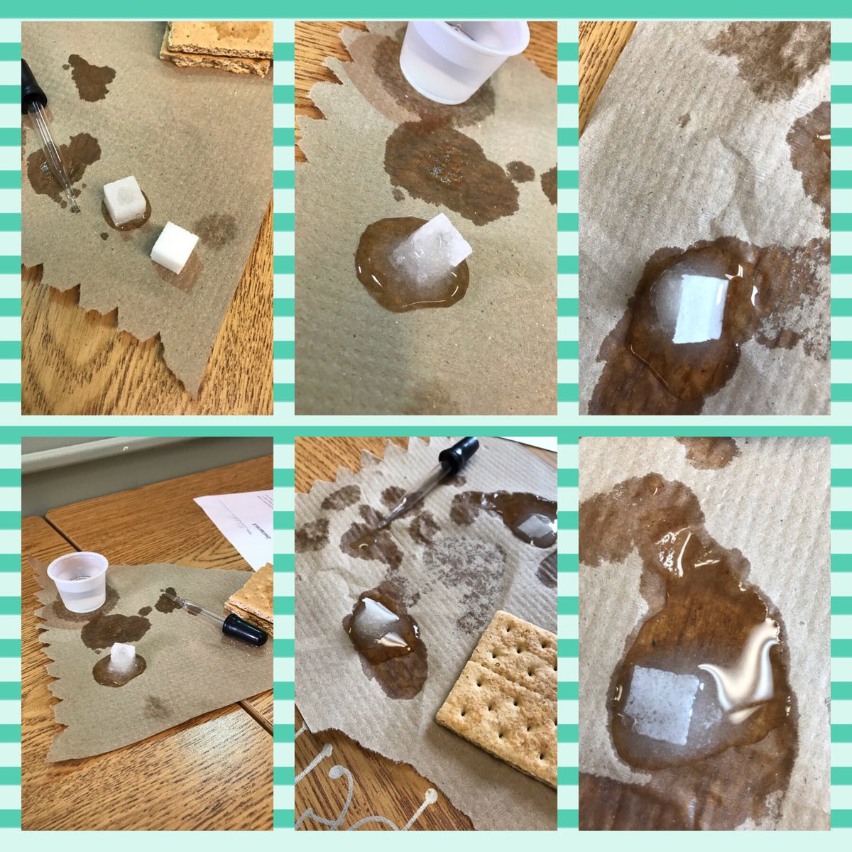 MBSTaylorTravel's tweet photo. Scientists at work! @mbsosprey #wearecolchester https://t.co/UDhVP0ghLn