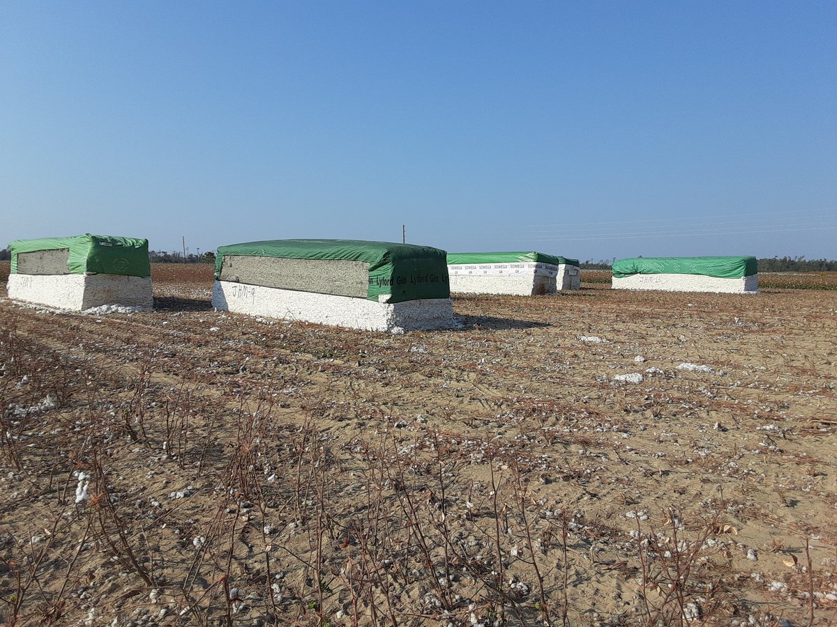 A little difficult getting peanuts out of the ground with this hot dry weather, luckily no such issue with cotton harvest!