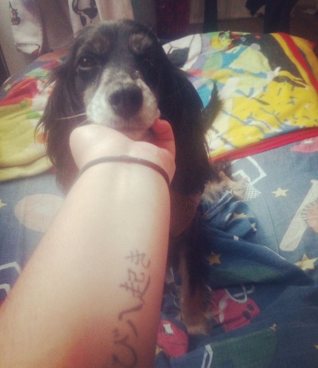 GatoGignac's tweet photo. Como cuando te escapas de casa pero te encuentran sana y salva. ¡Ay mi hermana!#SiguemeYTeSigoAlInstante #perro #sol #friends #Like #likeforlikes #ViernesDeGanarSegidores https://t.co/jyOjUun4fh