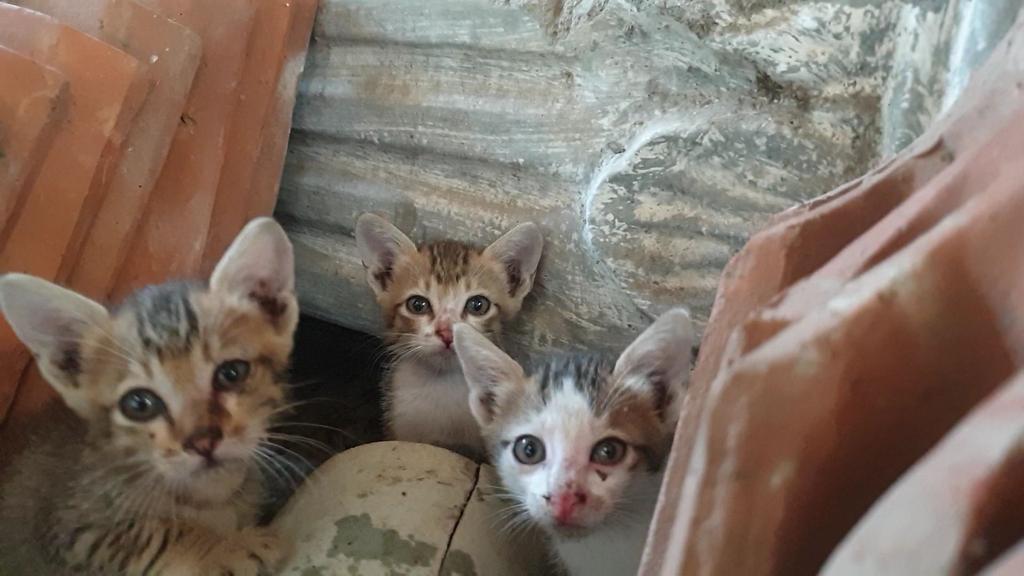 [askmf] Alesan induk kucing ninggalin anak2nya yg masih kecil apa ya?
Kasiaaan..
