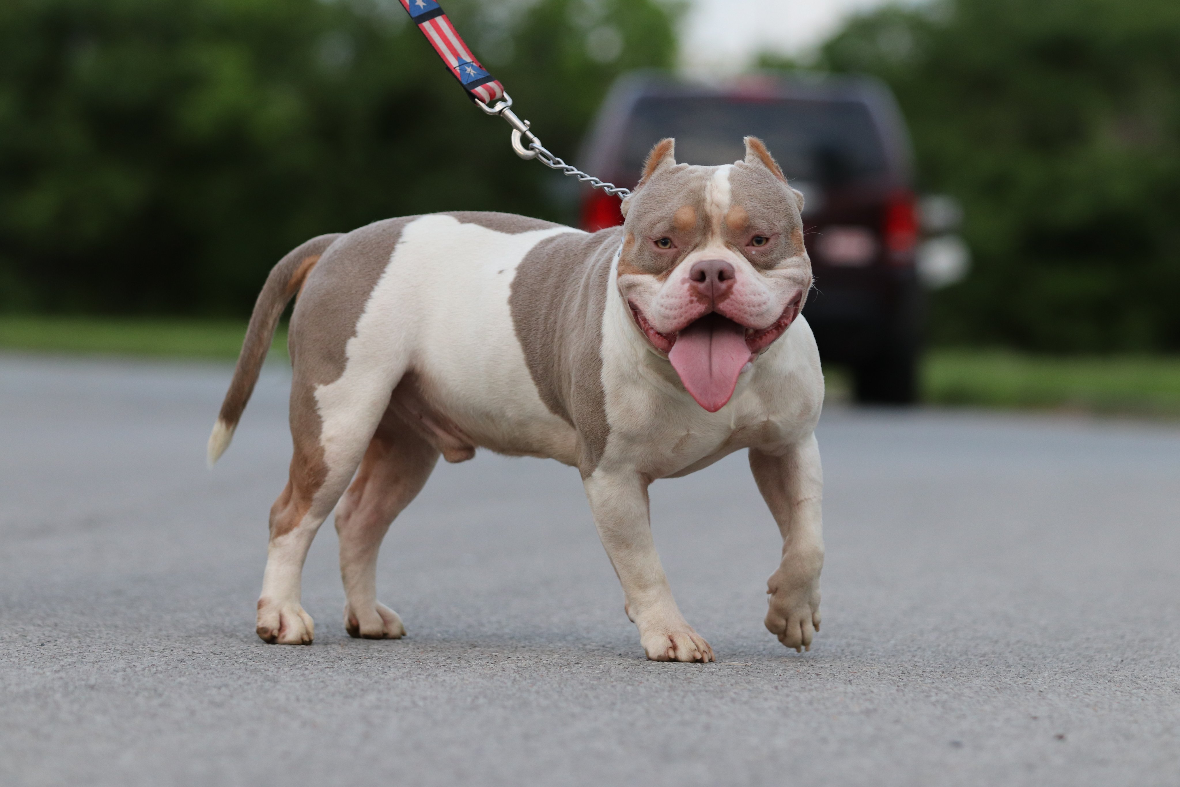 Piebald tri best sale bully
