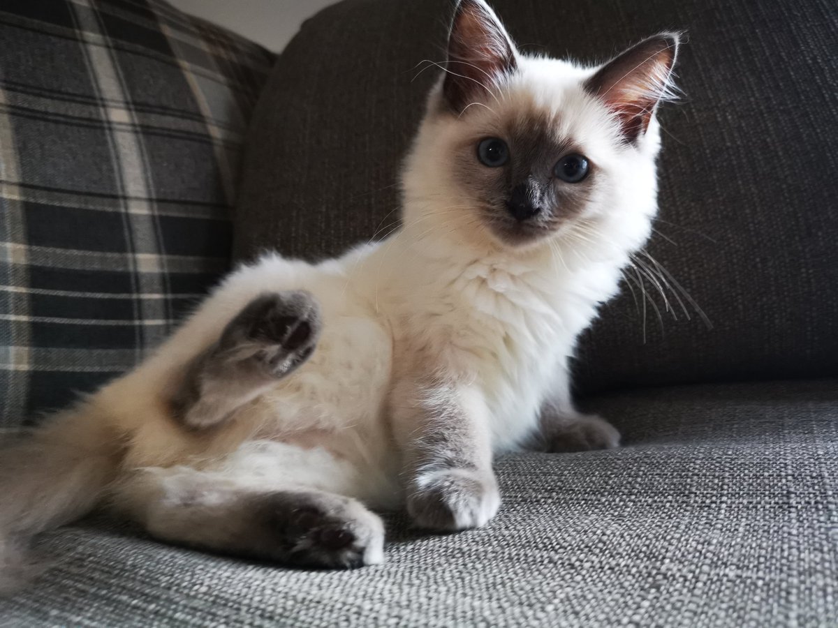 Lipaurow's tweet photo. #VIPJustForKittens Heidi the Ragdoll. https://t.co/lAm3uygMCd