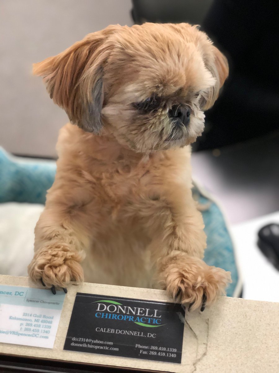 BuyLocalKazoo's tweet photo. The therapy dog, Izzy, at FocusForward is an honorary Buy Local Member too! We ❤️ local! @DonnellChiro https://t.co/nCdx3nnXfm