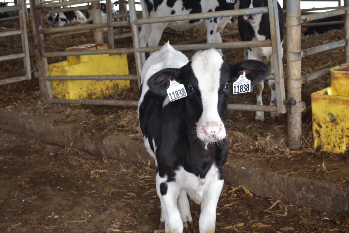 rosburgl's tweet photo. Did you know animal agriculture produces less then 4% of today’s greenhouse gases. Our farmers lead the world in productivity, efficiency, and sustainable to help feed the world! #CAO19 #UndeniablyDairy https://t.co/lrGtrSanfA