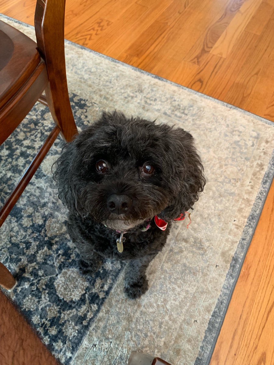 robvanaria's tweet photo. Yesterday was my dog’s 10th birthday. She has dog anxiety and doesn’t like people but she has a piggy that helps her. Everyone say happy birthday Ella https://t.co/1mgJ6k9vFm